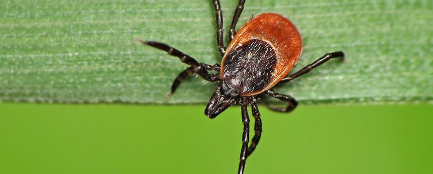 NatureToday |  The tick virus spreads, the chance of infection is very small