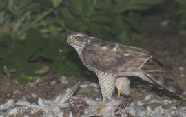 Martin Mollet, Saxifraga Accipiter nisus. Sperwer