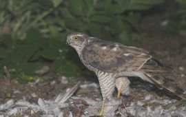 Accipiter nisus. Sperwer