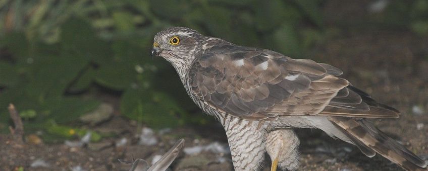 Accipiter nisus. Sperwer