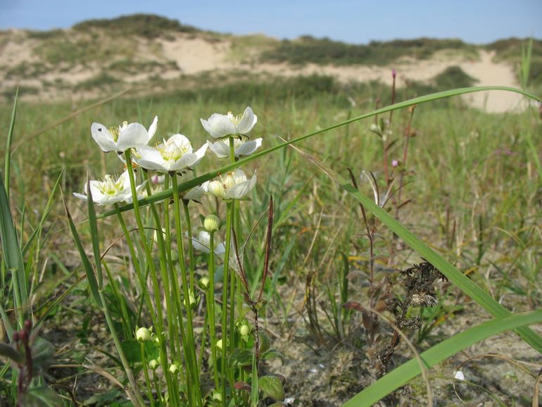 Parnassia in duinvallei