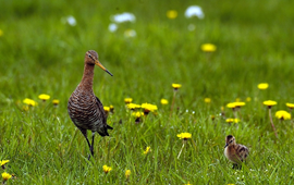 Piet Munsterman, Saxifraga Grutto voor lead