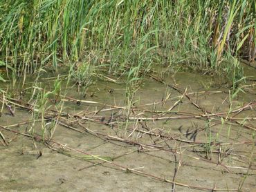 Riet kan zich makkelijk uitbreiden dankzij meterslange wortelstokken