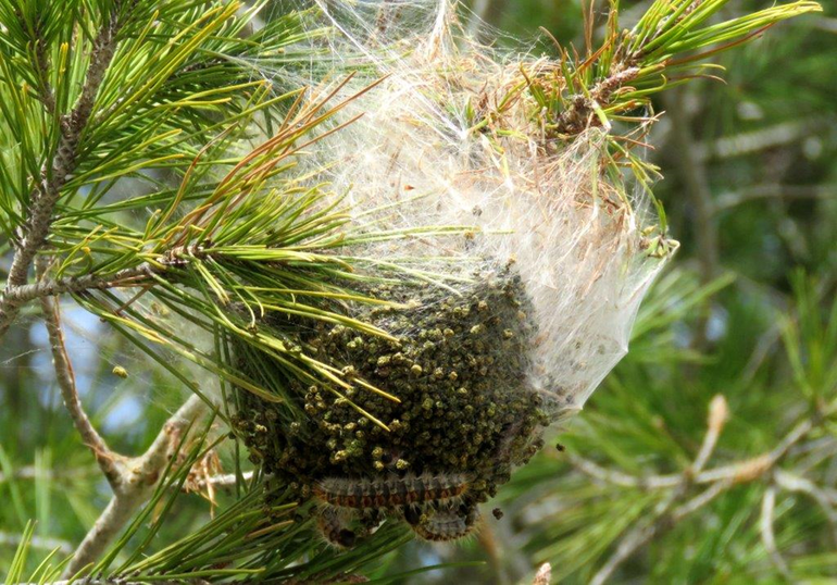 Nest met dennenprocessierupsen