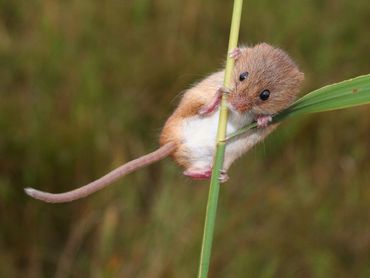 Door het lage gewicht en de lange staart is de dwergmuis een acrobaat tussen de grassprieten