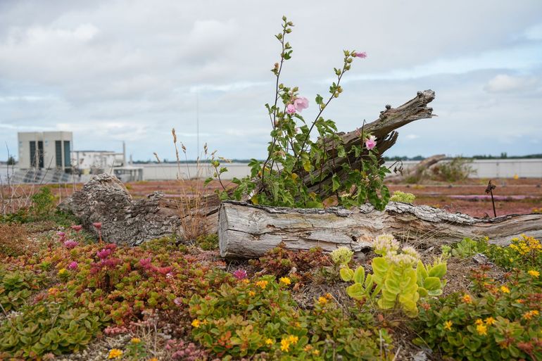 Bloeiende planten op een groen dak bij Hoek Group in Rijnsburg