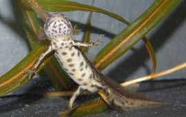 Sergé Bogaerts Kleine watersalamander, uit een tuin in Eindhoven