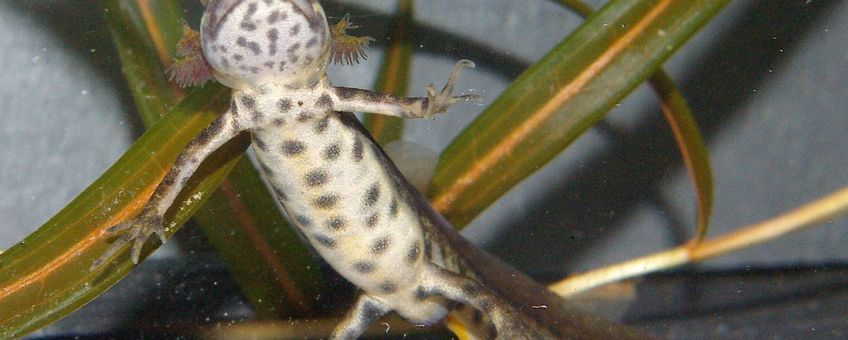 Kleine watersalamander, uit een tuin in Eindhoven