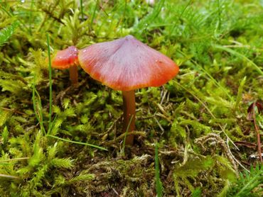 Zwartwordende wasplaat verschijnt bij beginnende verschraling