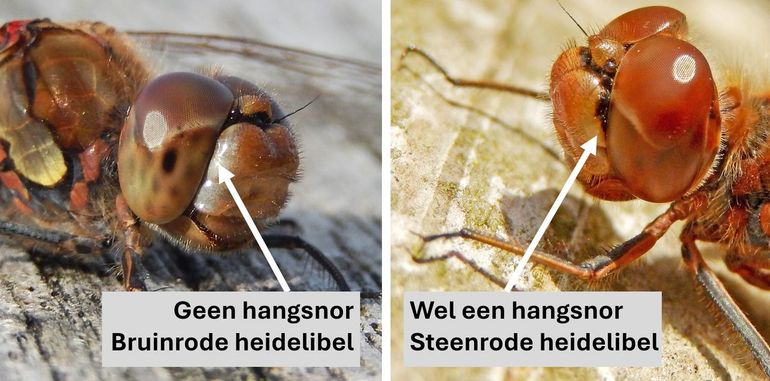 Aan de aan- of afwezigheid van een hangsnor kun je de steenrode en bruinrode heidelibel uit elkaar houden