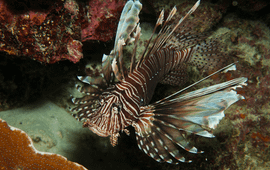 Lionfish/koraalduivel