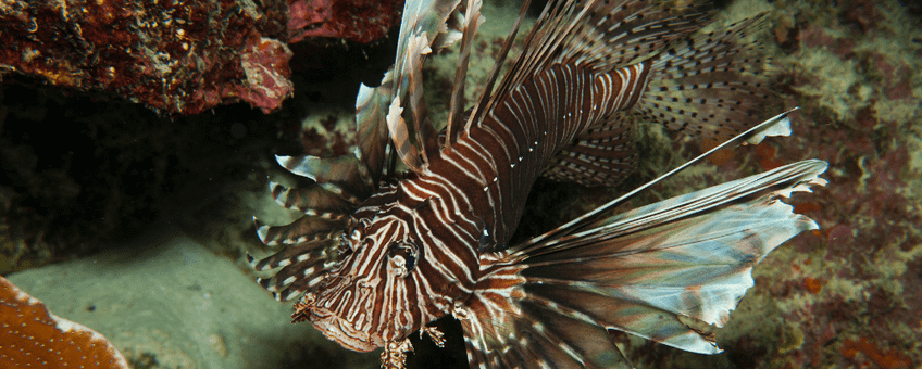 Lionfish/koraalduivel