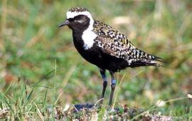OW Johnson American Golden-Plover, male, date 1998. This image or recording is the work of an U.S. Fish and Wildlife Service employee, taken or made during the course of an employee's official duties. As a work of the U.S. federal government, the image is in the public domain. For more information, see the Fish and Wildlife Service copyright policy. wikipedia