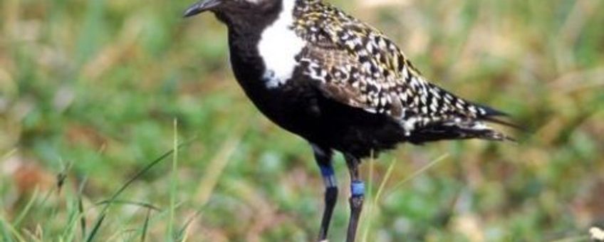 American Golden-Plover, male, date 1998. This image or recording is the work of an U.S. Fish and Wildlife Service employee, taken or made during the course of an employee's official duties. As a work of the U.S. federal government, the image is in the public domain. For more information, see the Fish and Wildlife Service copyright policy. wikipedia