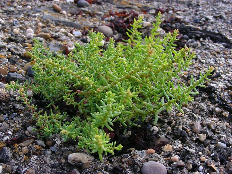Klein schorrenkruid 