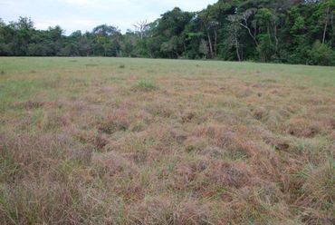 Een kleine savanne op ondiep zand op rots, omgeven door regenwoud, in de buurt van Libreville, Gabon. Op de voorgrond zijn alle grassen geparasiteerd door een nog onbeschreven soort Cassytha (die klasseert als Black Star)