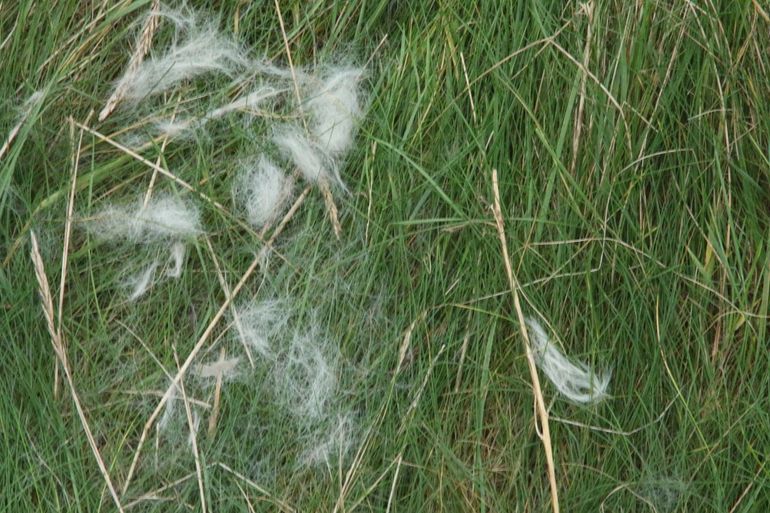 Plukken haar van de pup