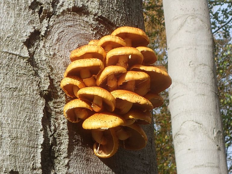 De goudvliesbundelzwam groeit vaak hoog in bomen