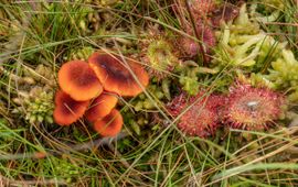 Veenmosvuurzwammetje in habitat met Zonnedauw