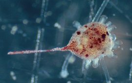 Long spined black sea urchin (Diadema)