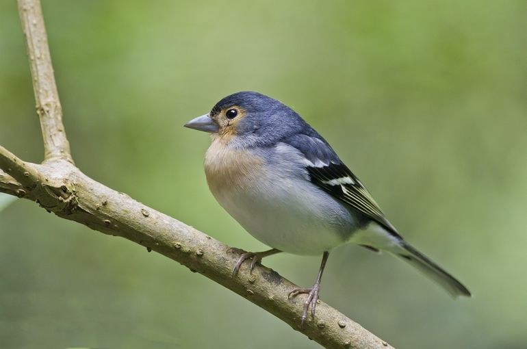 Vink, mannetje