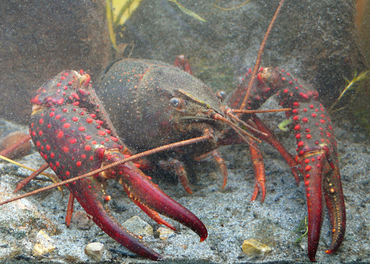 Red swamp crayfish