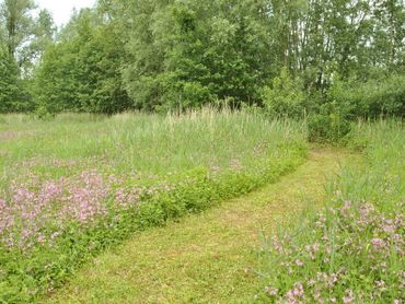 Sinuspad: in sinusbeheer wordt eerst een sinuspad gemaaid en enige tijd later de binnenzijde daarvan