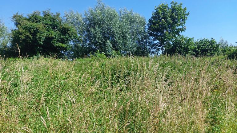 Steilkantje op Fort Nieuwersluis waar het mannetje ereprijsdwergwespbij werd gevonden