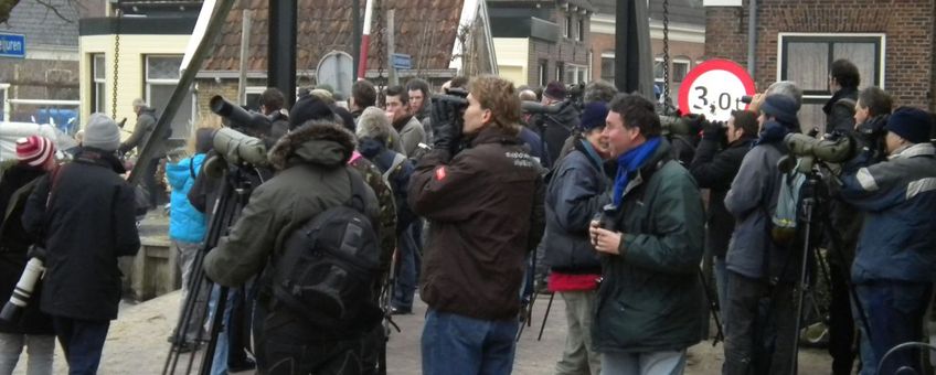 Toeloop van vogelaars in Warga, Friesland, voor Oosterse tortelduif.
De sensationele ontdekking van een Oosterse Tortelduif midden in het rustieke Friese plaatsje Warga bracht in januari 2010 honderden vogelaars op de been, en betekende een nieuwe soort voor de Nederlandse lijst van vogelsoorten.