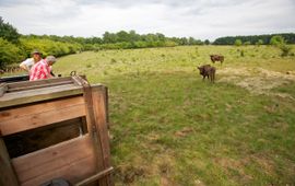 Karsten Reiniers/ARK Natuurontwikkeling Nieuwe wisenten op de Veluwe VOOR EENMALIG GEBRUIK
