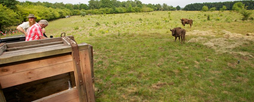 Nieuwe wisenten op de Veluwe VOOR EENMALIG GEBRUIK