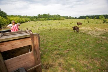 De eerste drie wisenten zijn losgelaten in Zeeland, zoals hier op de Veluwe enkele jaren geleden