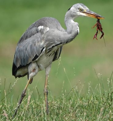 Blauwe reiger met rode Amerikaanse rivierkreeft