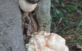 M.W.Boomsluiter Pruikzwam 1
Hericium erinaceus
M.W.Boomsluiter