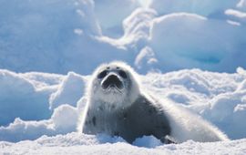 IFAW/Stewart Cook een zadelrobbenpup op het ijs in de Golf van St. Lawrence, Canada, 2003