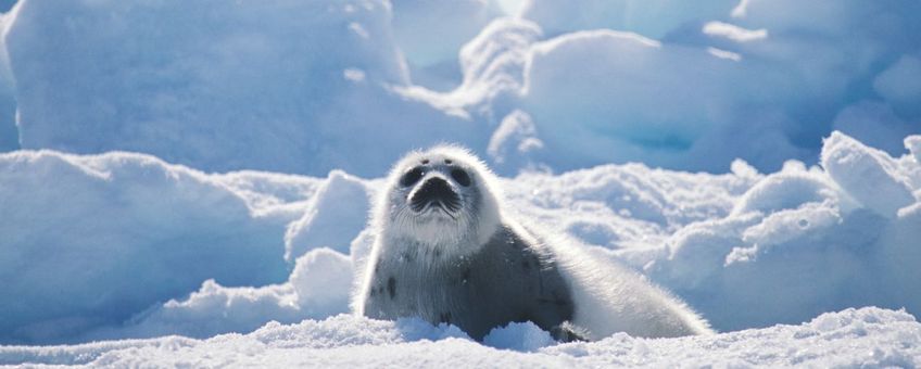 een zadelrobbenpup op het ijs in de Golf van St. Lawrence, Canada, 2003