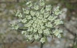 Wilde Peen - Bloei (foto: Natuurkalender Handleiding)