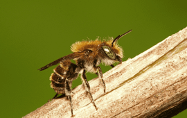 Blauwe metselbij (Osmia caerulescens)