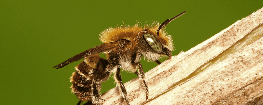 Blauwe metselbij (Osmia caerulescens)