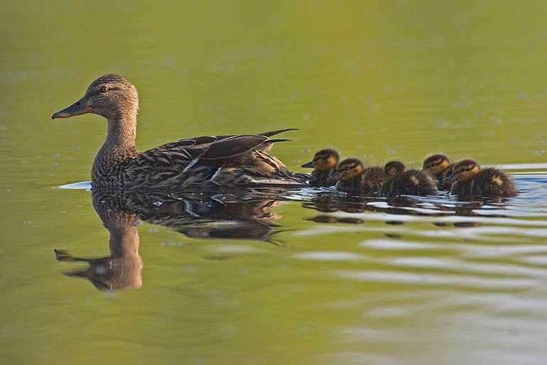 Eendenvrouwtje met kuikens. Is de overleving van de kuikens misschien de oorzaak van de achteruitgang van de Wilde Eend?