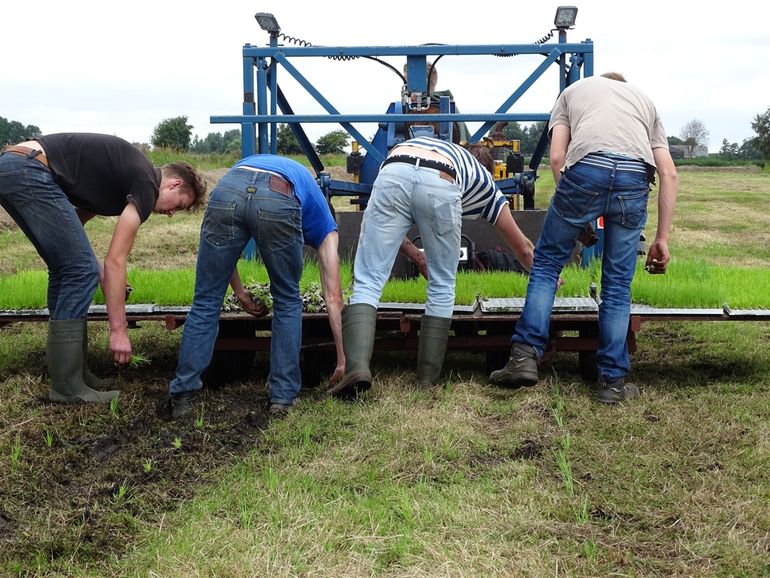 Het planten van lisdodde