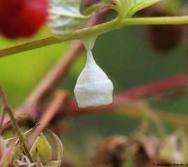 grote lantaarnspin wiki  CCBYSA4