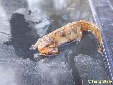 Vinpootsalamander met ziekteverschijnselen