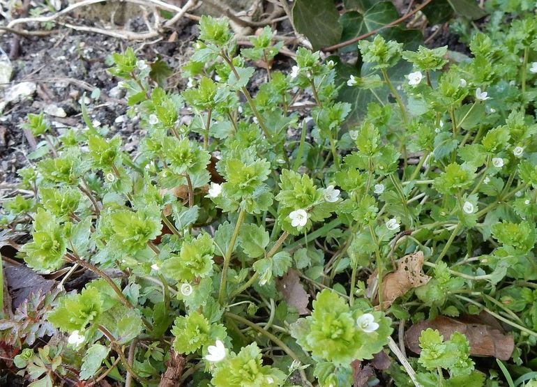 De bloemen van akkerereprijs kunnen wit zijn, of wit met lichtblauw