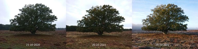 Stand van de herfstkleuring van een beuk in Oud Reemst op de Veluwe rond 20 oktober in de jaren 2020 tot en met 2022. De beuk was in 2020 groener dan in de twee jaren erna