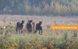 Leo Linnartz, ARK Natuurontwikkeling Exmoor pony's