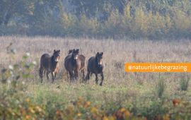 Exmoor pony's