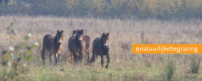 Exmoor pony's