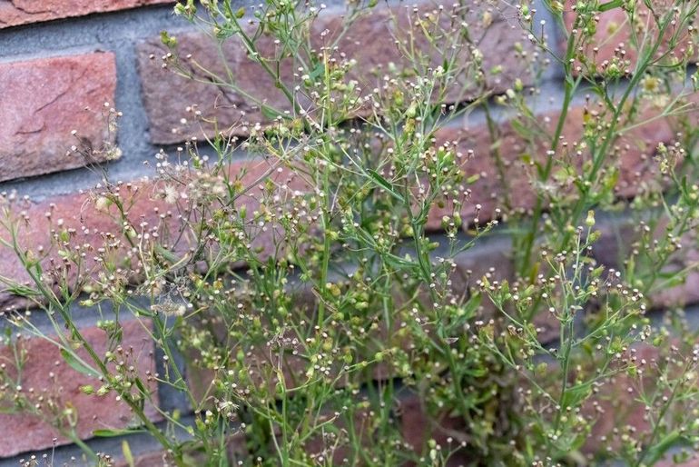 De witte lintbloemen van de Canadese fijnstraal steken nauwelijks boven de bloemhoofdjes uit