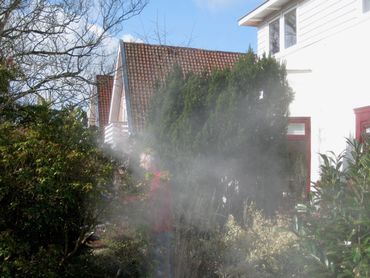 Bij het snoeien van een mannelijke taxus in maart kunnen hele wolken stuifmeel vrijkomen. Het lijkt wel rook